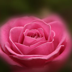 photo "LA ROSA..."