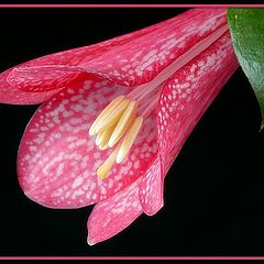 photo "lapageria rosea"