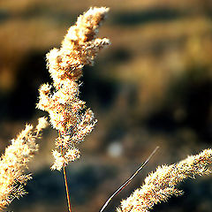 photo "Snatched out by the sun"