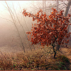 фото "Рыжик"