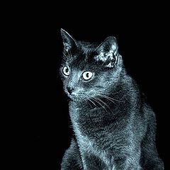 фото "Black cat"