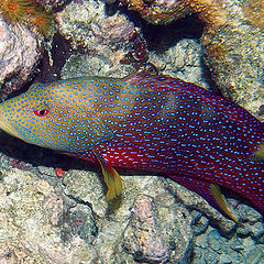 photo "Rainbow Grouper"