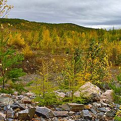 photo "Trees and stones"