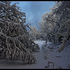 photo "Winter tale"