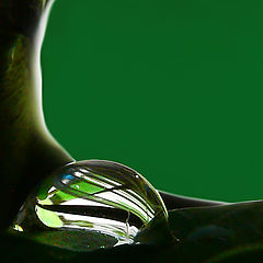 photo "The dew drop"