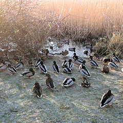 фото "a ducky meeting."