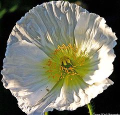 фото ""A White White Blossom fo all my Friends "."