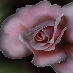 photo "a rose in its' highest point"