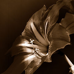 фото "Brown velvet"