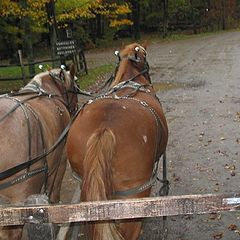 photo "Horses (QC)"