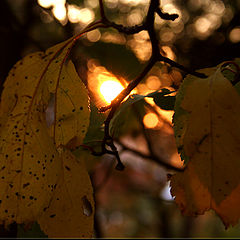 photo "Autumn fragments.4"