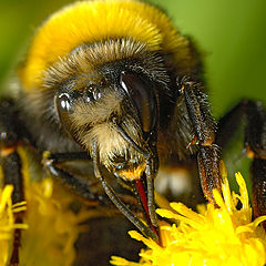 photo "Bumblebee"