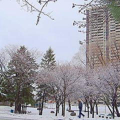 фото "winter city pink blues"