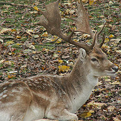 photo "Spotty deer"