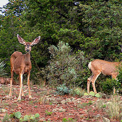 photo "Arizona Mule Deer"