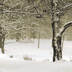 photo "Snowy slumber"