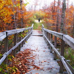 фото "Bridge in the fall"
