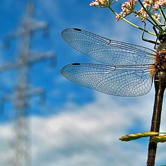 photo "Dragonfly size with..."