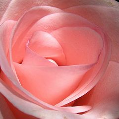 photo "Rose"