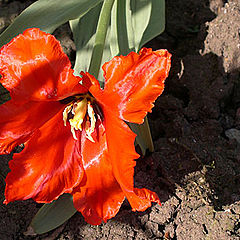 photo "Shaggy tulip and its shadow"