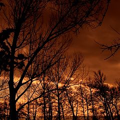 photo "Silhouettes"