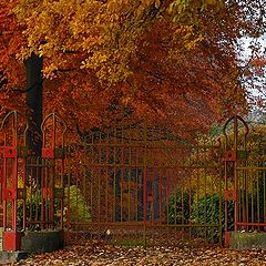 photo "autumn in red"