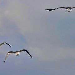 photo "Family in the air"