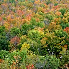 photo "Colours in Gatineau Park (QC)"