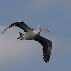 photo "Pelican far away"