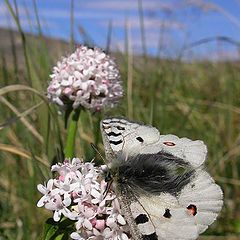 фото "Parnassius phoebus severus"