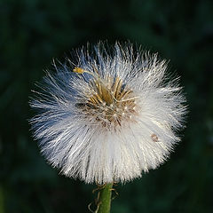 photo "Dandelion"