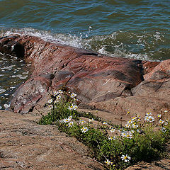 photo "There is a life on stones !"