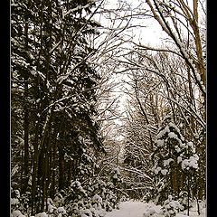 photo "Winter Path"