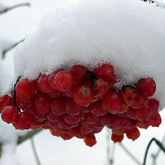 фото "snowball tree"