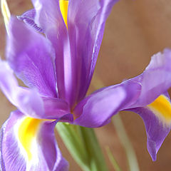 фото "iris"