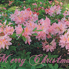 фото "Merry Christmas!"