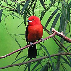 фото "Red bird"
