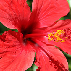 photo "red red flower"