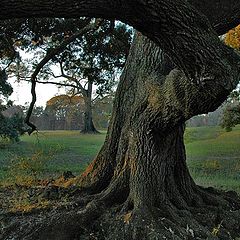 photo "Oak"