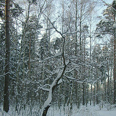 photo "Frost in midday"