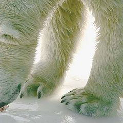 photo "abstract portrait polar bear"