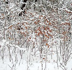 фото "Red leaf's in winter"