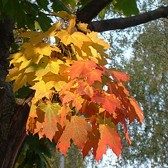 photo "Bunch of leafs"