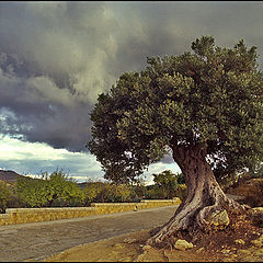 photo "Lonesome olive"