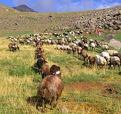 photo "Alpine sheeps"