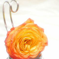 photo "foil and rose2"