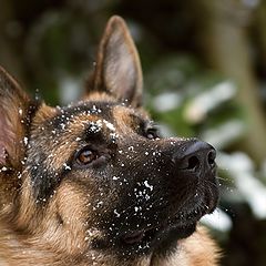 photo "this is first snow in his life=)))"