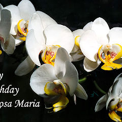 фото "Happy Birthday, Rosa Maria!"