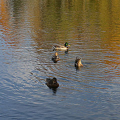 photo "Ducks"