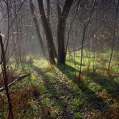 фото "Туманное утро"